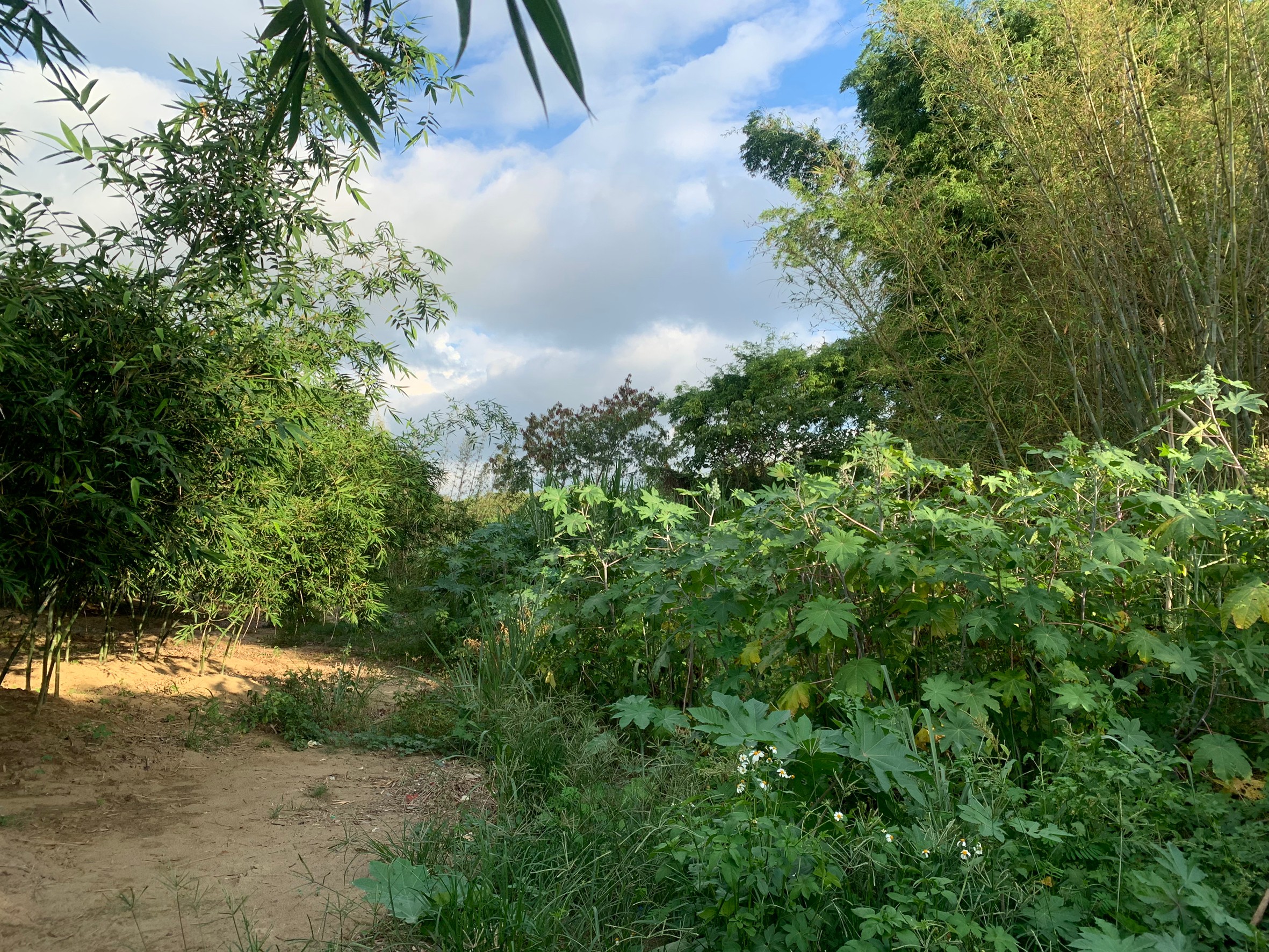 阿榮叔叔農地_200605_0003