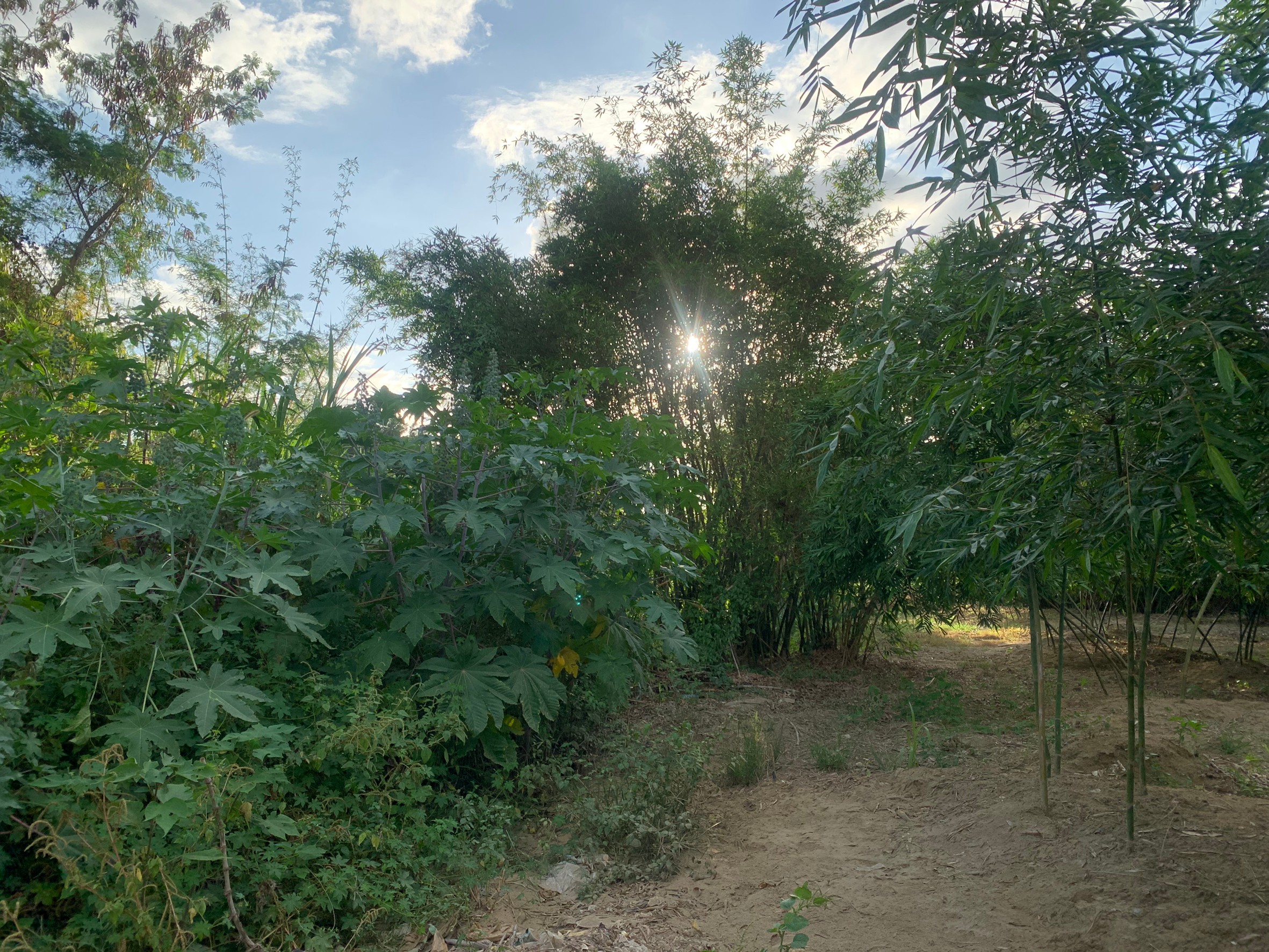 阿榮叔叔農地_200605_0004