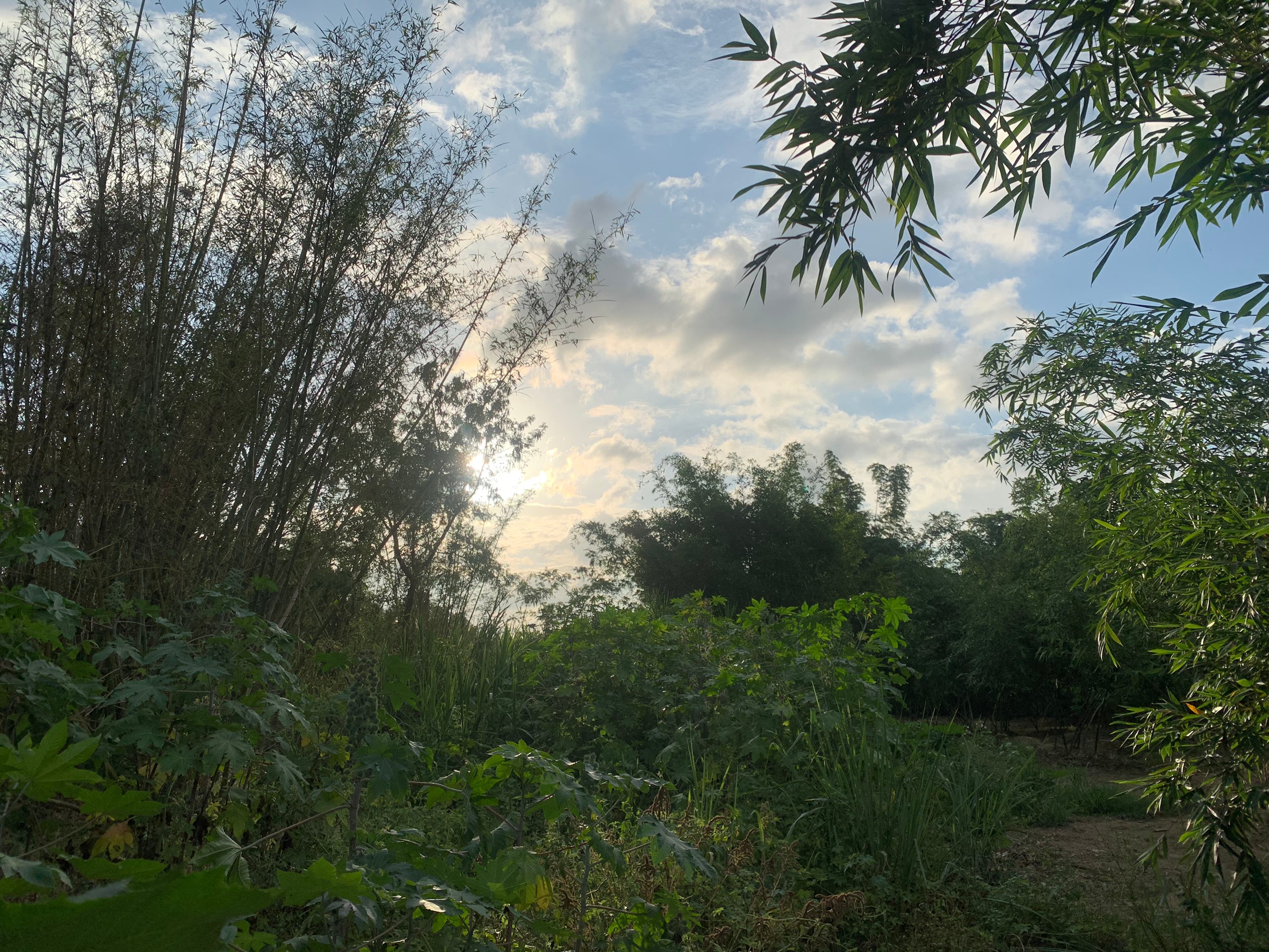 阿榮叔叔農地_200605_0005