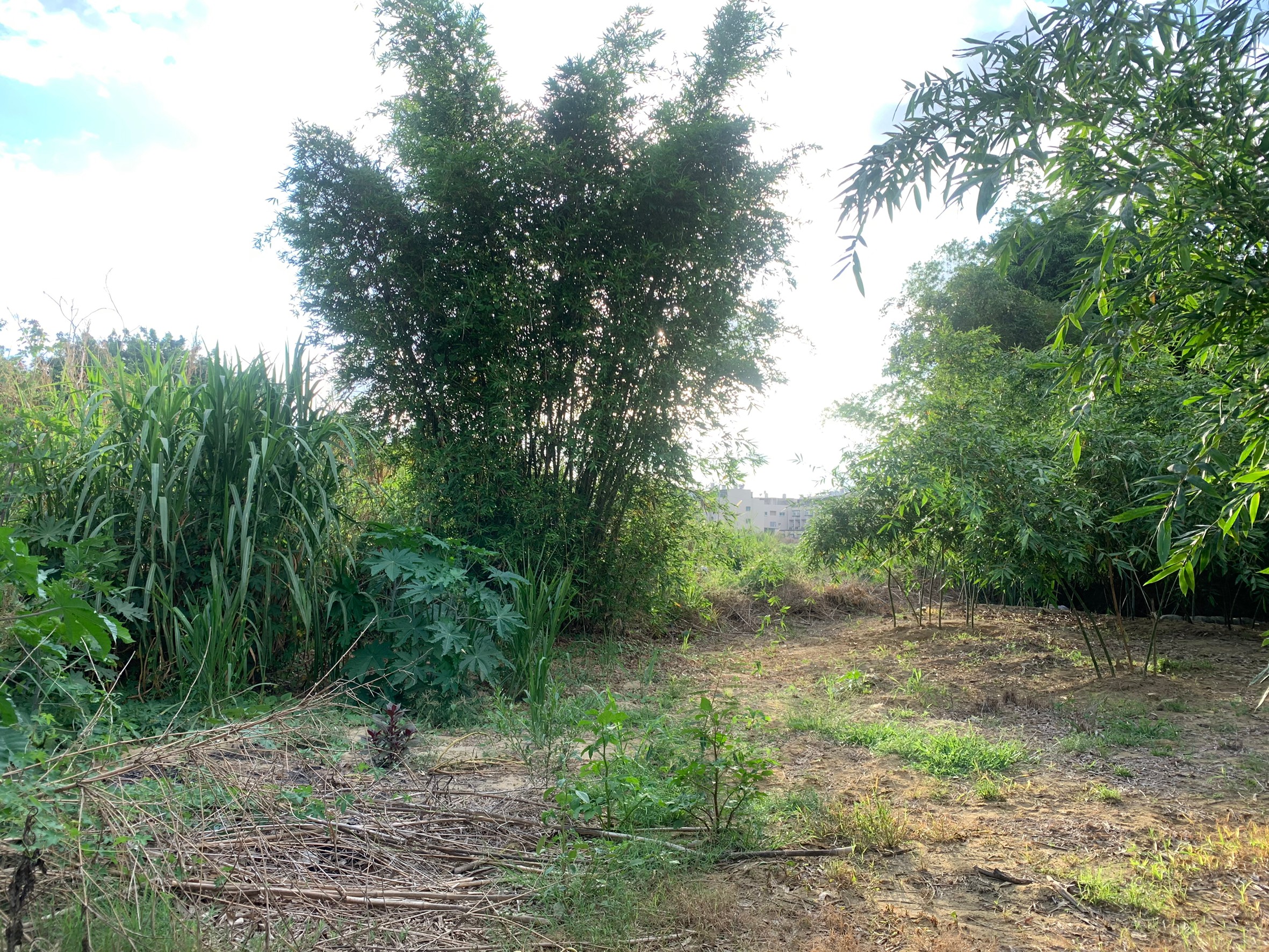 阿榮叔叔農地_200605_0007